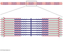 Relaxed sarcomere structure
