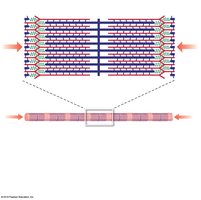 Contracted sarcomere structure