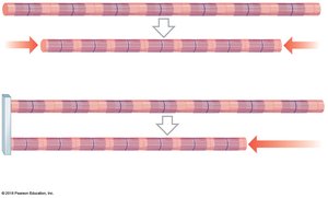 Shortening of muscle fiber during contraction