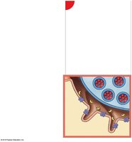 NMJ: ACh release and synaptic cleft