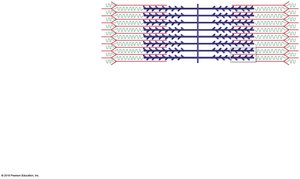 Resting sarcomere with energized myosin heads