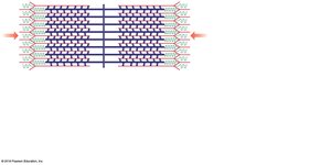 Contracted sarcomere and relaxation
