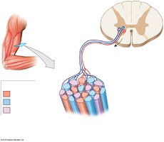 Arrangement of motor units in skeletal muscle