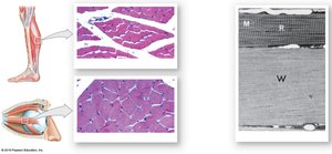 Comparison of fast and slow muscle fibers