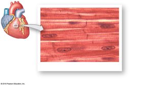 Cardiac muscle tissue with intercalated discs