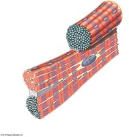 Diagram of cardiac muscle tissue