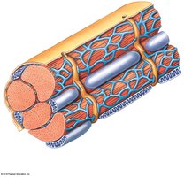 Cardiac muscle cell structure