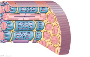 Internal organization of a skeletal muscle fiber showing triad and SR