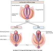 Embryonic development of male and female genitalia