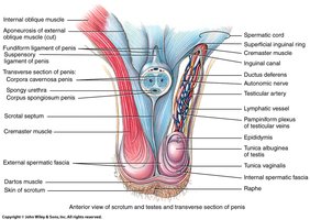 Sagittal section of testis