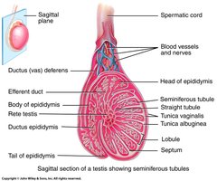 Seminiferous tubules and cell types