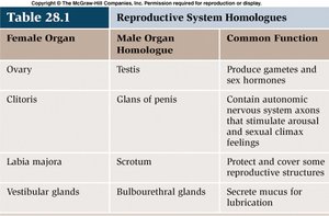 Table of reproductive system homologues