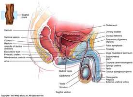 Sagittal section of male reproductive system