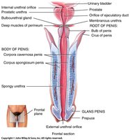 Penis anatomy and tissue layers