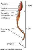 Structure of spermatozoa