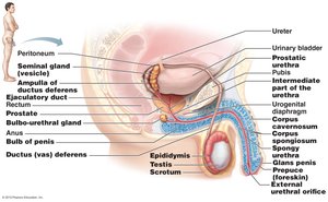 Detailed anatomy of male reproductive system