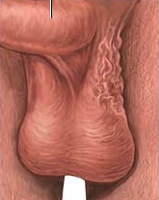 Scrotum anatomy
