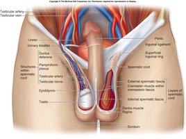 Scrotal muscles and anatomy
