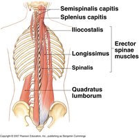 Erector spinae muscles anatomy