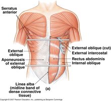 Abdominal muscles anatomy
