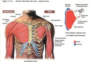 Pectoralis major muscle anatomy
