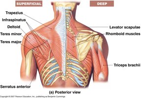 Shoulder muscles anatomy