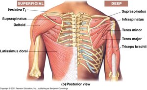 Latissimus dorsi muscle anatomy