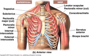 Anterior shoulder and chest muscles