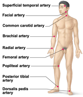 Structure of a capillary with labeled features