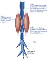 Muscular pump mechanism in veins