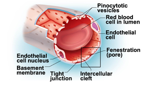 Routes of capillary exchange