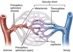 Capillary bed with vascular shunt and precapillary sphincters