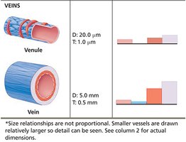 Summary of venule and vein structure