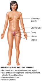 Female reproductive system