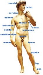Anatomical language illustration