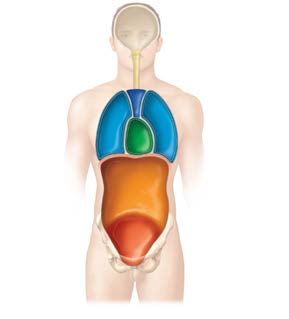 Abdominopelvic cavity subdivisions