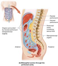 Serous membranes: heart