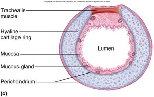 Cross-section of the trachea showing trachealis muscle and cartilage ring