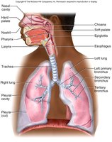 Anatomy of the respiratory system, showing nasal cavity, pharynx, larynx, trachea, bronchi, and lungs