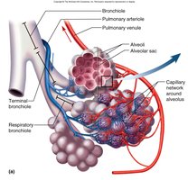 Diagram of alveolar blood supply and respiratory membrane