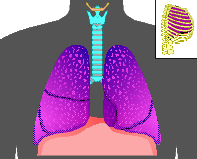 Diagram showing the mechanics of breathing