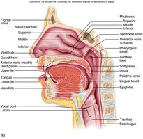Sagittal section of the nasal cavity showing conchae, vestibule, and other structures
