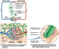 Distribution and special features of lymphatic capillaries