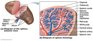 Diagram of spleen anatomy and histology