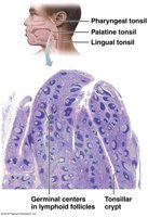 Histology of the palatine tonsil