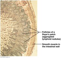 Follicles of a Peyer's patch in the intestinal wall