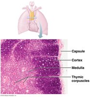 Histology of the thymus