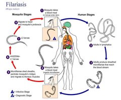 Life cycle of filariasis