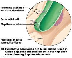 Lymphatic capillaries are blind-ended tubes with flaplike minivalves