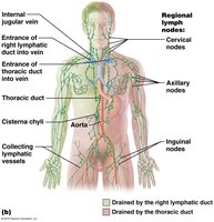 General distribution of collecting lymphatic vessels and regional lymph nodes